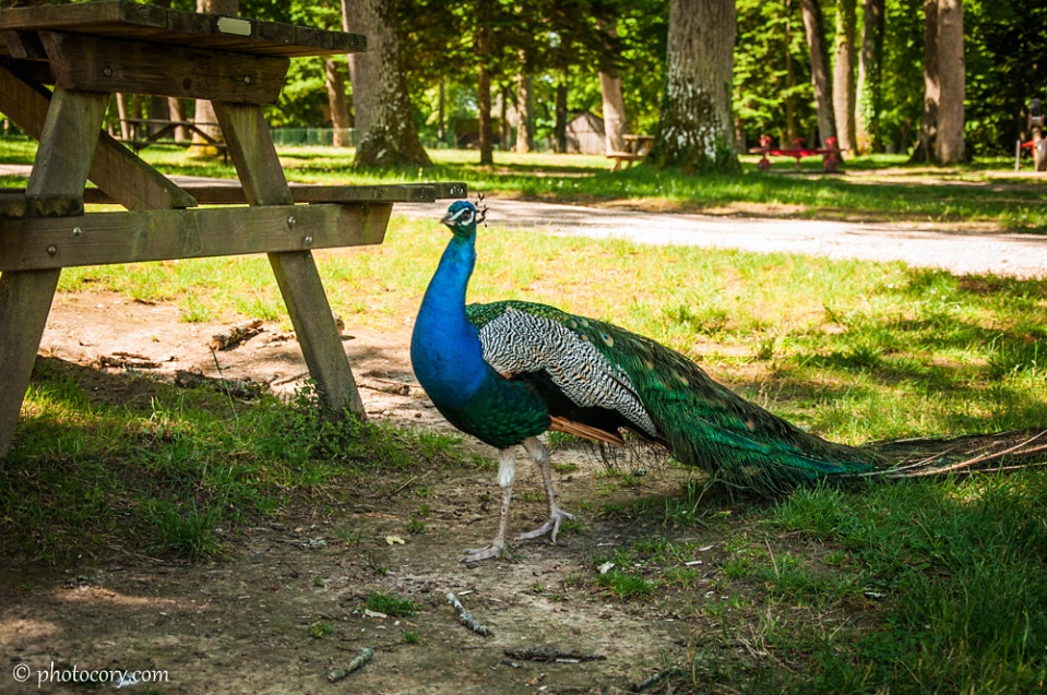 This in one the peacock I was telling you earlier. They are walking freely in the park behind the castle.