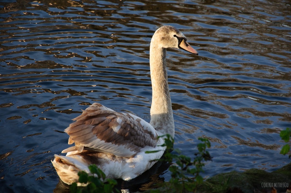 big swan baby