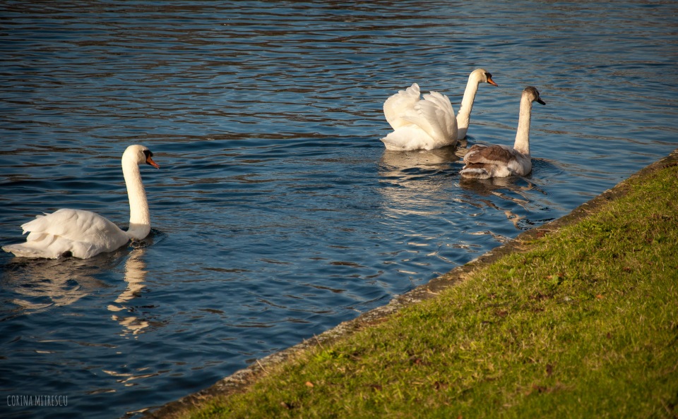 flagey swans