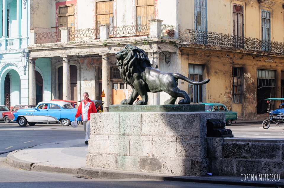 Lion on Prado