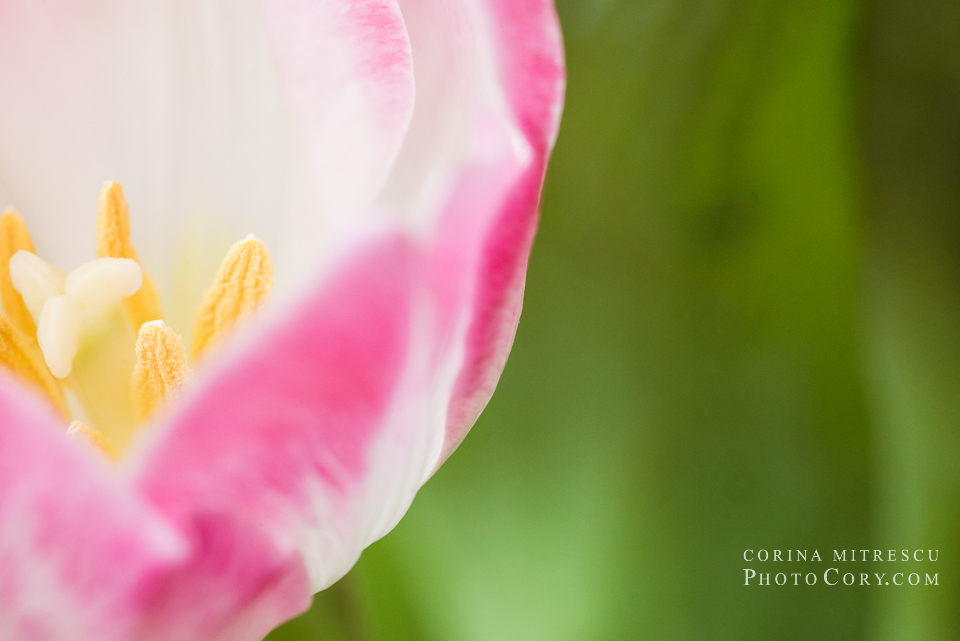 pink tulip green background